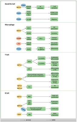 The Emerging Role of m6A Modification in Regulating the Immune System and Autoimmune Diseases